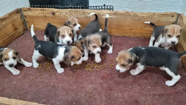 Regalo splendidi cuccioli di beagle allevati in casa | Foto 2