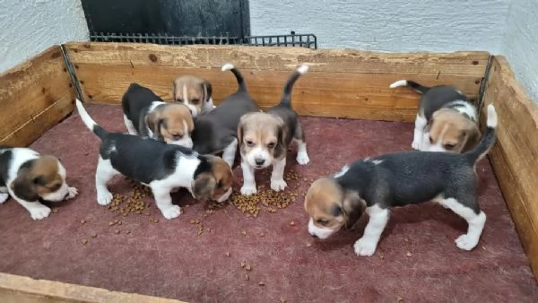 Regalo splendidi cuccioli di beagle allevati in casa | Foto 1