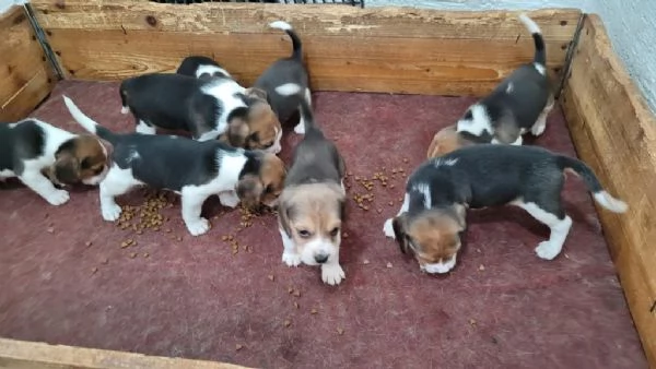 Regalo splendidi cuccioli di beagle allevati in casa | Foto 0