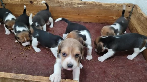 Regalo splendidi cuccioli di beagle allevati in casa