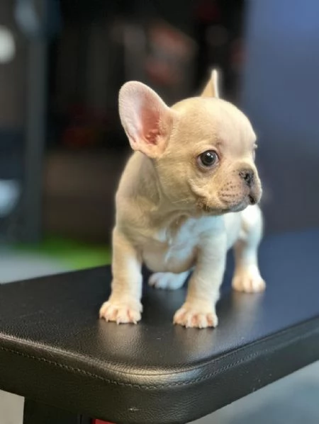 Regalo splendidi cuccioli di bulldog francese allevati in casa | Foto 2