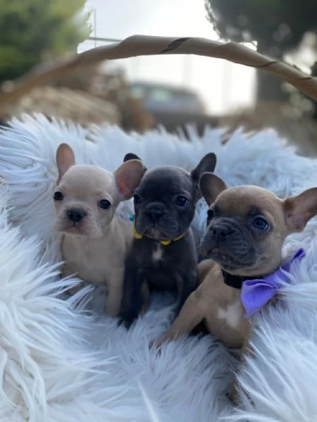 Regalo splendidi cuccioli di bulldog francese allevati in casa