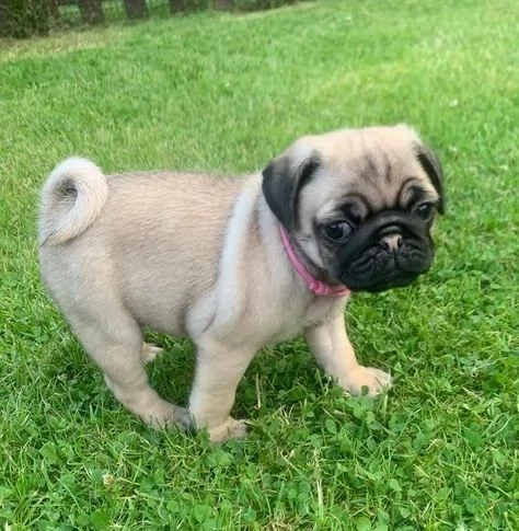 Regalo splendidi cuccioli di carlino allevati in casa