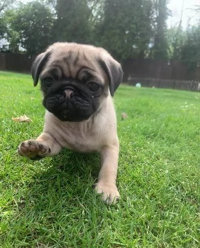 Regalo splendidi cuccioli di carlino allevati in casa | Foto 2