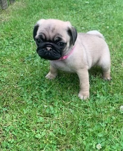 Regalo splendidi cuccioli di carlino allevati in casa | Foto 1