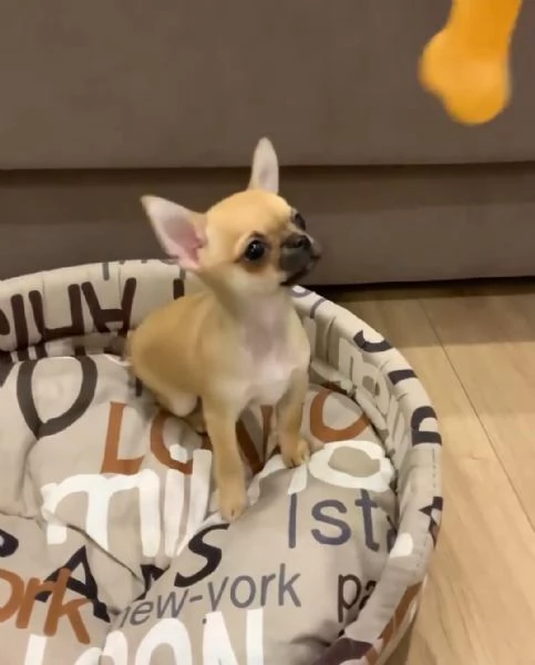 Regalo splendidi cuccioli di Chihuahua allevati in casa | Foto 1