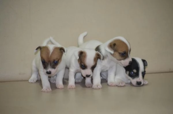 Regalo splendidi cuccioli di Jack Russel allevati in casa