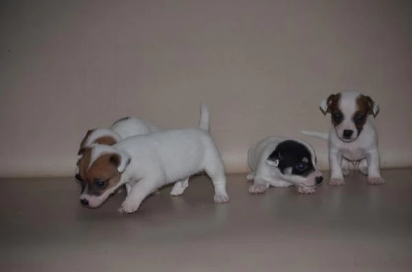 Regalo splendidi cuccioli di Jack Russel allevati in casa | Foto 2