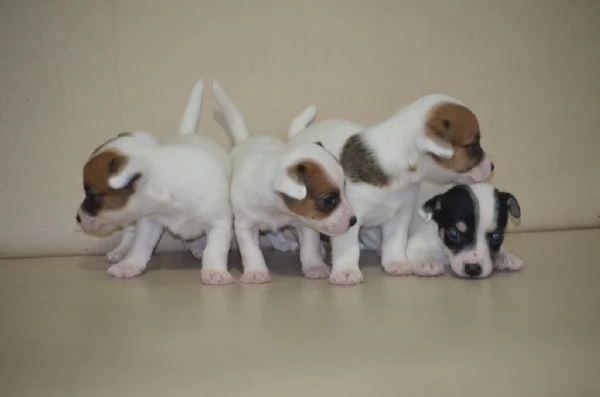 Regalo splendidi cuccioli di Jack Russel allevati in casa | Foto 1