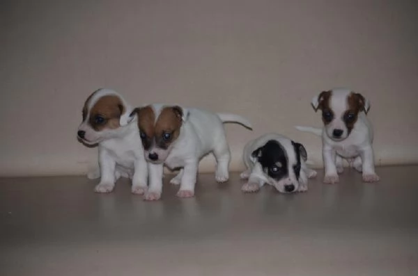 Regalo splendidi cuccioli di Jack Russel allevati in casa | Foto 0