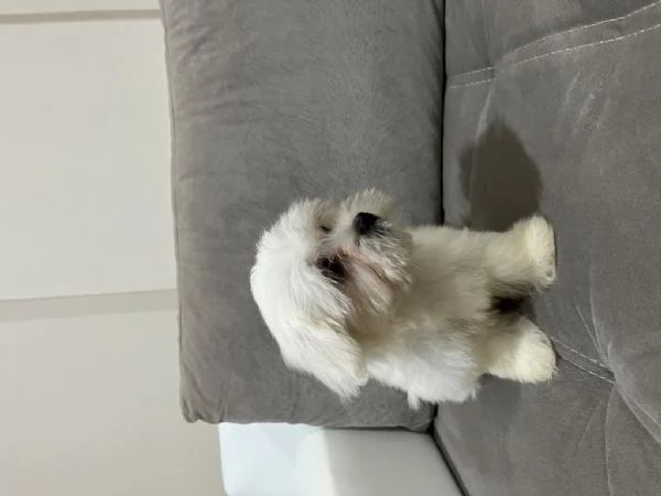 Regalo splendidi cuccioli di Maltese allevati in casa | Foto 2