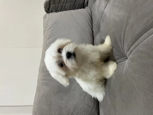 Regalo splendidi cuccioli di Maltese allevati in casa | Foto 1