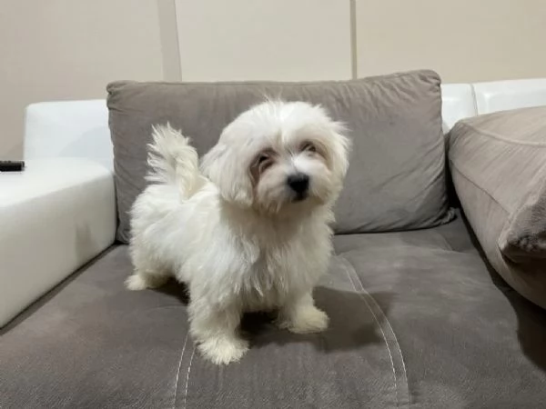 Regalo splendidi cuccioli di Maltese allevati in casa | Foto 0