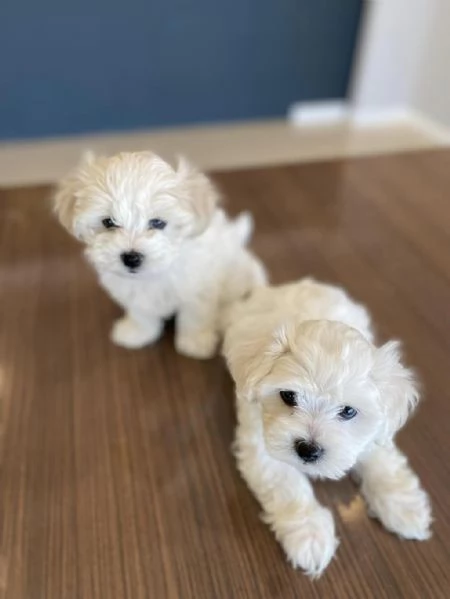 Regalo splendidi cuccioli di Maltese allevati in casa