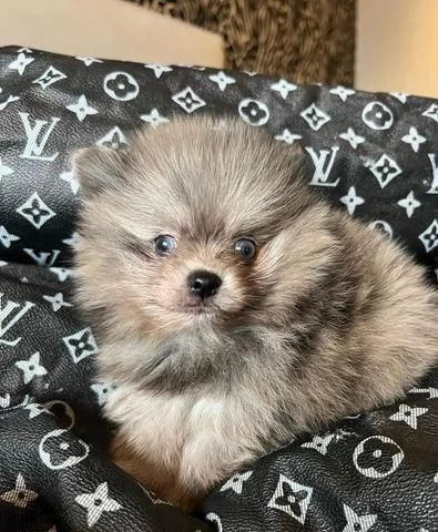 Regalo splendidi cuccioli di Volpino Pomerania allevati in casa | Foto 2