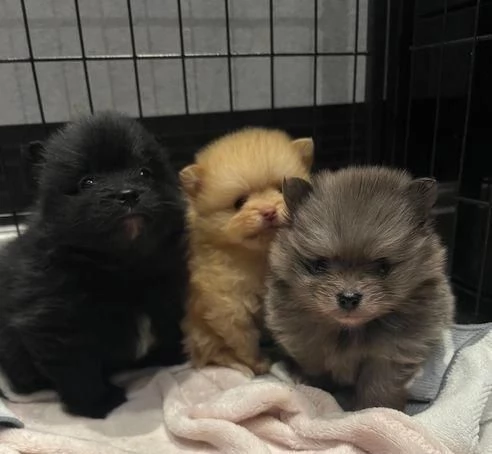 Regalo splendidi cuccioli di Volpino Pomerania allevati in casa | Foto 1