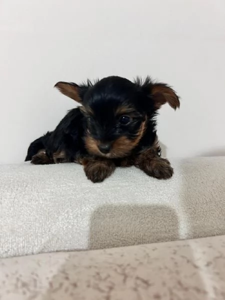 Regalo splendidi cuccioli di Yorkshire allevati in casa | Foto 2