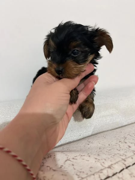 Regalo splendidi cuccioli di Yorkshire allevati in casa | Foto 0