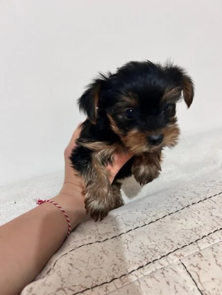 Regalo splendidi cuccioli di Yorkshire allevati in casa