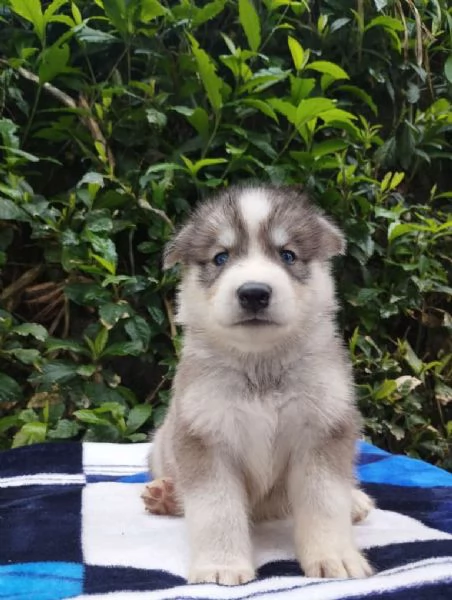 Regalo splendidi cuccioli di Husky allevati in casa | Foto 2