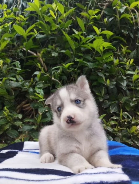 Regalo splendidi cuccioli di Husky allevati in casa | Foto 1