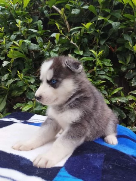 Regalo splendidi cuccioli di Husky allevati in casa