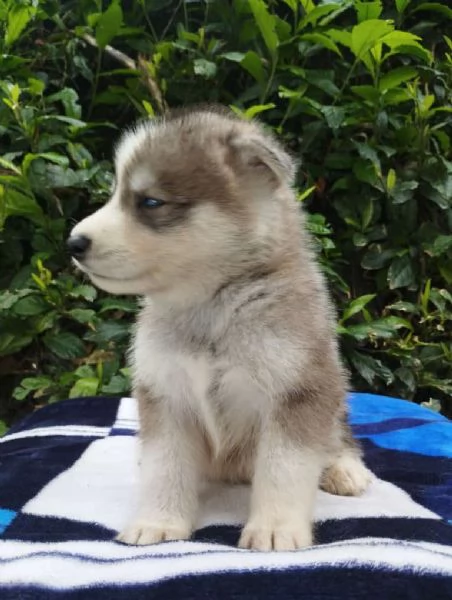 Regalo splendidi cuccioli di Husky allevati in casa | Foto 0