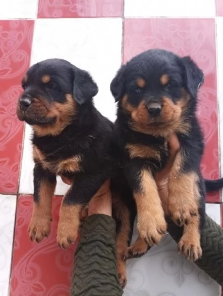 Regalo splendidi cuccioli di Rottweiler allevati in casa | Foto 2