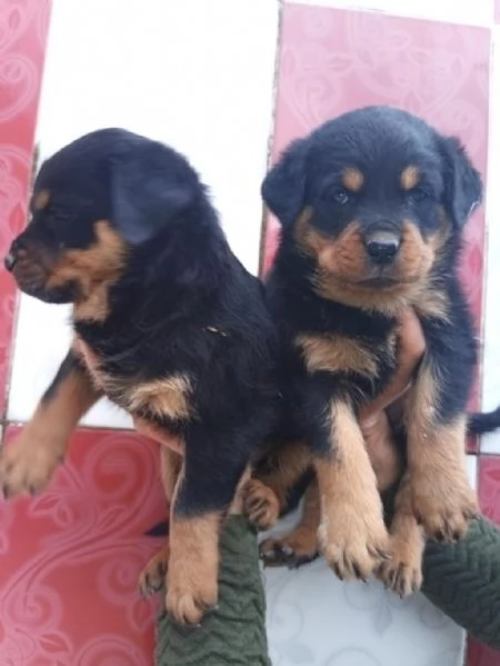 Regalo splendidi cuccioli di Rottweiler allevati in casa | Foto 1