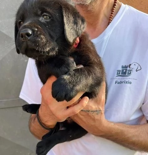 Regalo splendidi cuccioli di Labrador allevati in casa | Foto 1