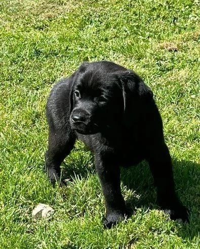 Regalo splendidi cuccioli di Labrador allevati in casa | Foto 0