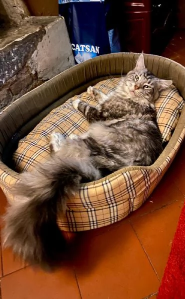 Cuccioli Maine coon | Foto 6