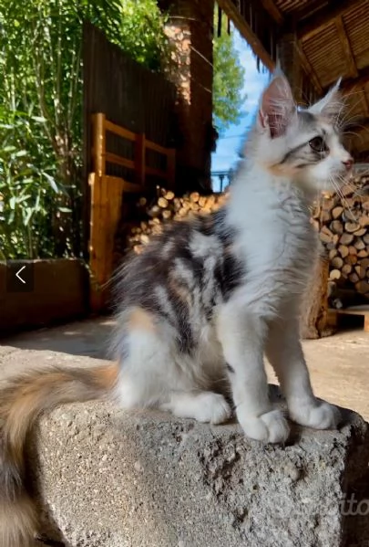 Cuccioli Maine coon | Foto 5