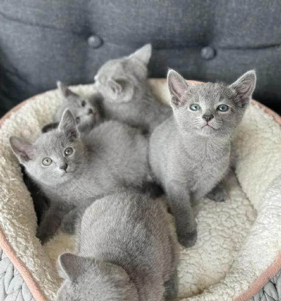 Bellissimi gattini blu di Russia disponibili | Foto 0