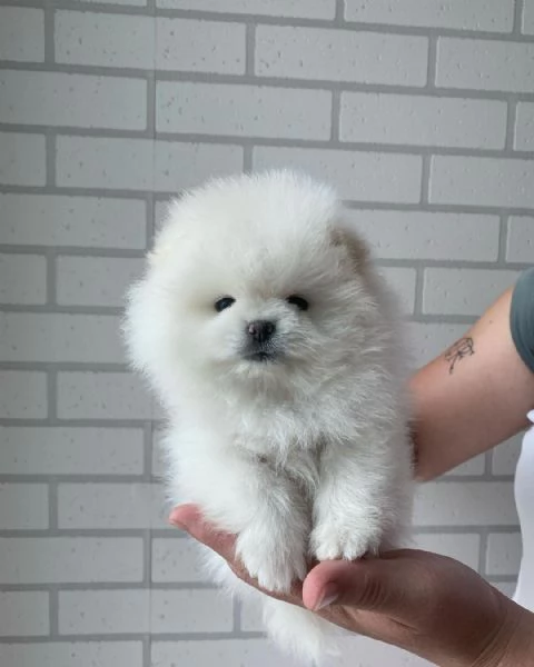 Bellissimi cuccioli di Pomerania | Foto 8