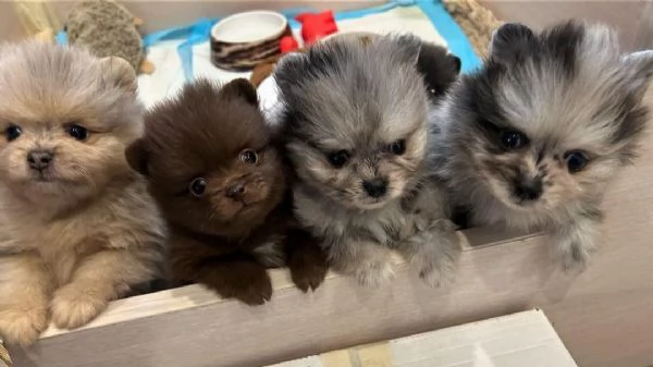 Bellissimi cuccioli di Pomerania | Foto 7