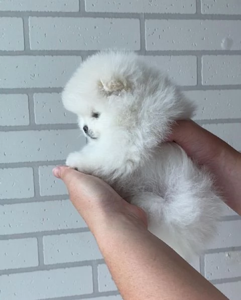 Bellissimi cuccioli di Pomerania | Foto 6