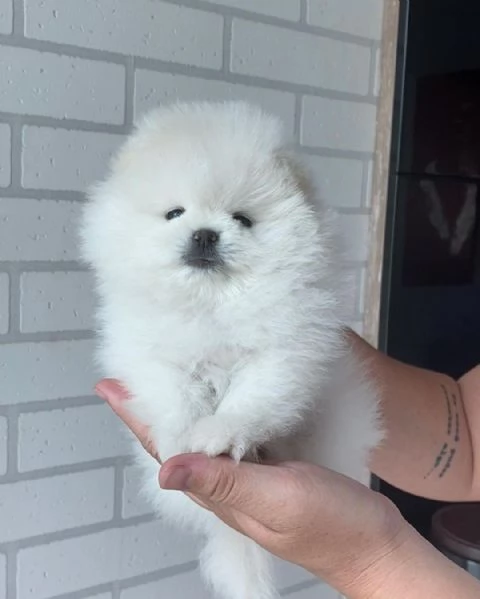 Bellissimi cuccioli di Pomerania | Foto 4