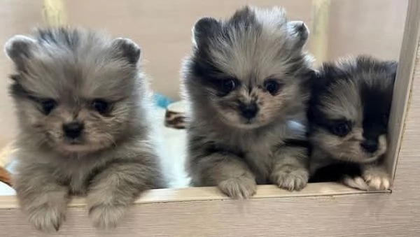 Bellissimi cuccioli di Pomerania | Foto 2