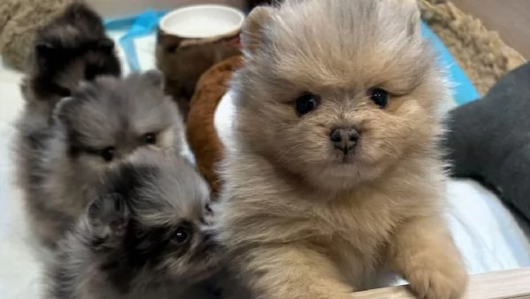 Bellissimi cuccioli di Pomerania | Foto 0