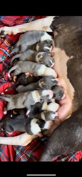 Si regalano cuccioli di amstaff