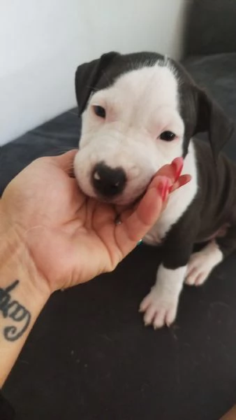 Si regalano cuccioli di amstaff | Foto 1