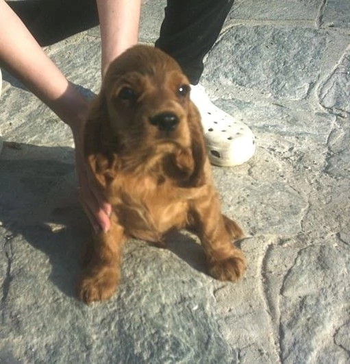 Cocker Spaniel cuccioli | Foto 1