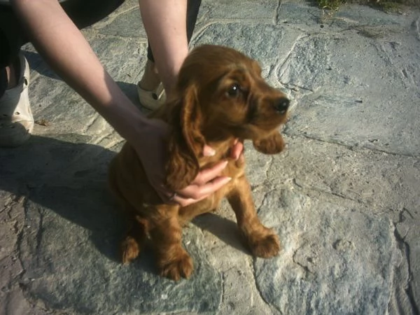 Cocker Spaniel cuccioli