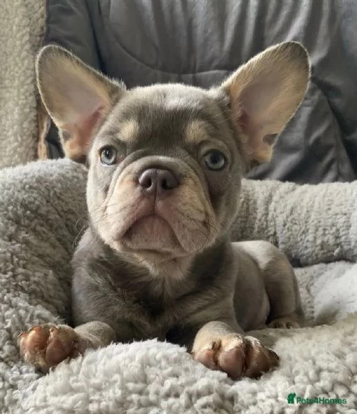 Bouledogue francese cuccioli