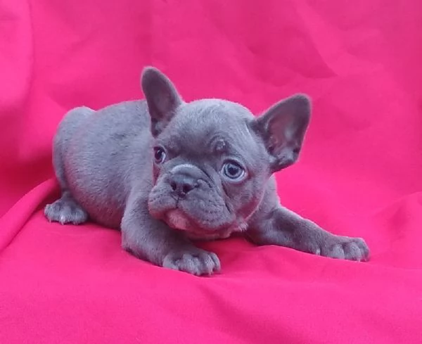 Bouledogue francese cuccioli | Foto 2