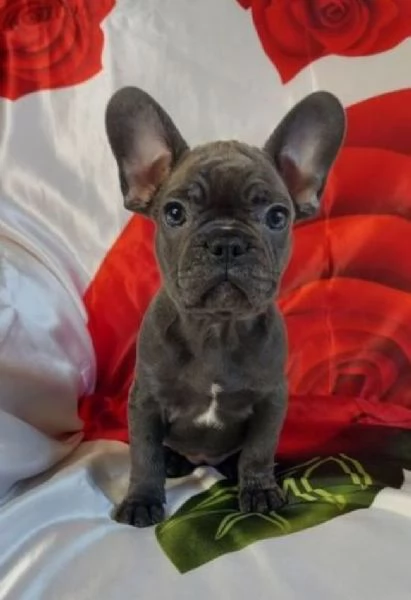 Bouledogue francese cuccioli | Foto 1