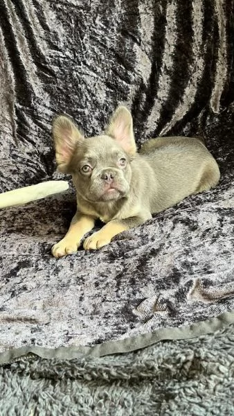 Bouledogue francese cuccioli | Foto 0