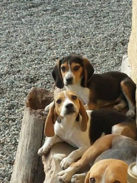 Beagle tricolore cuccioli