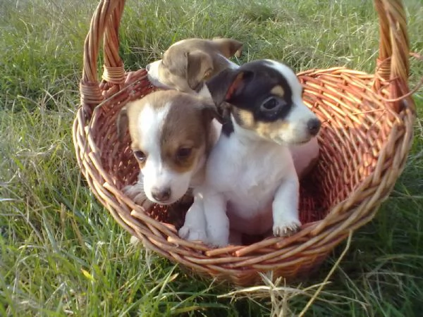 Jack Russell cuccioli